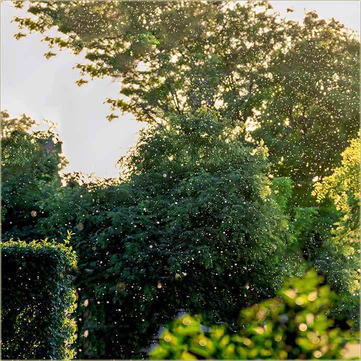 Neto leti po luftu !!!