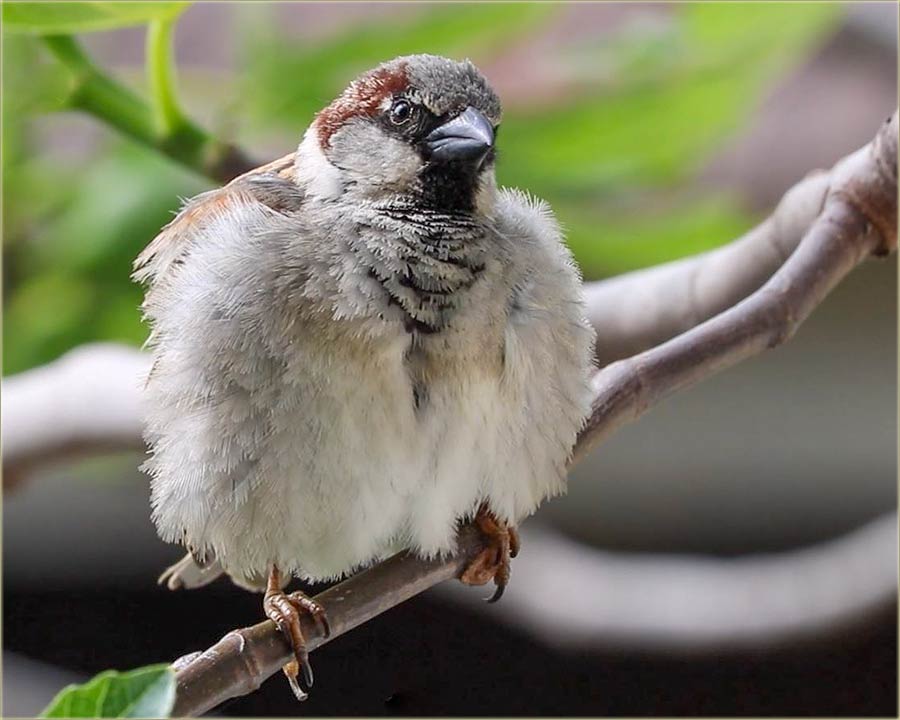 NM-ki vrabac, pufnasti, debeli ( video... ) !!!