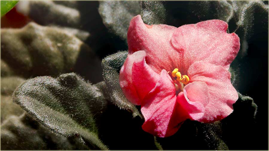 Drage naše posetijotckinje, srećan Vam 8-mi mart !