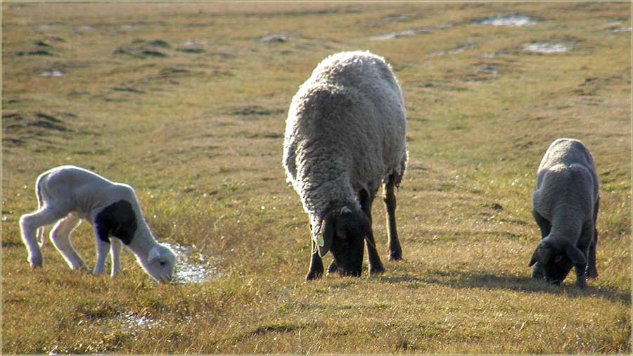 Jagnjenje je uveliko u toku !!!