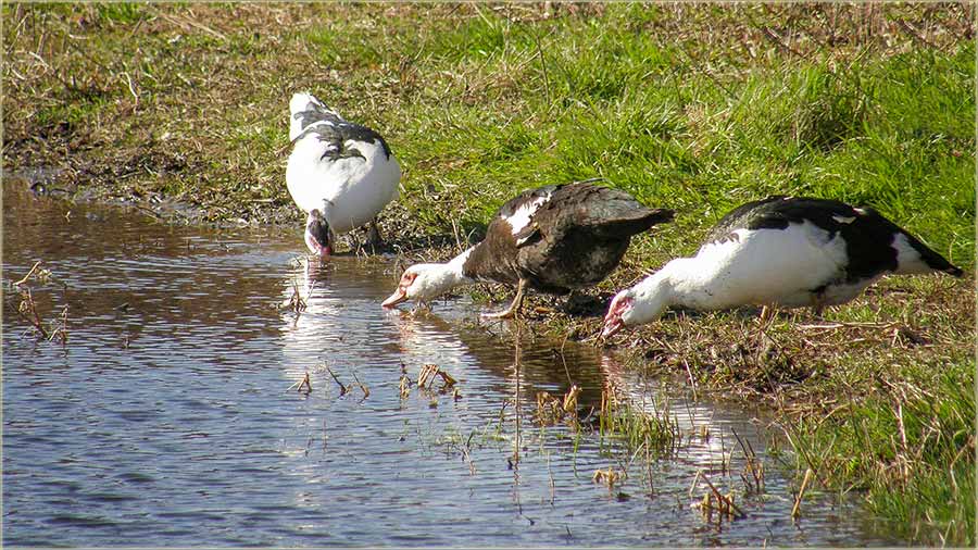 Patke neMoedu brez bare !!!