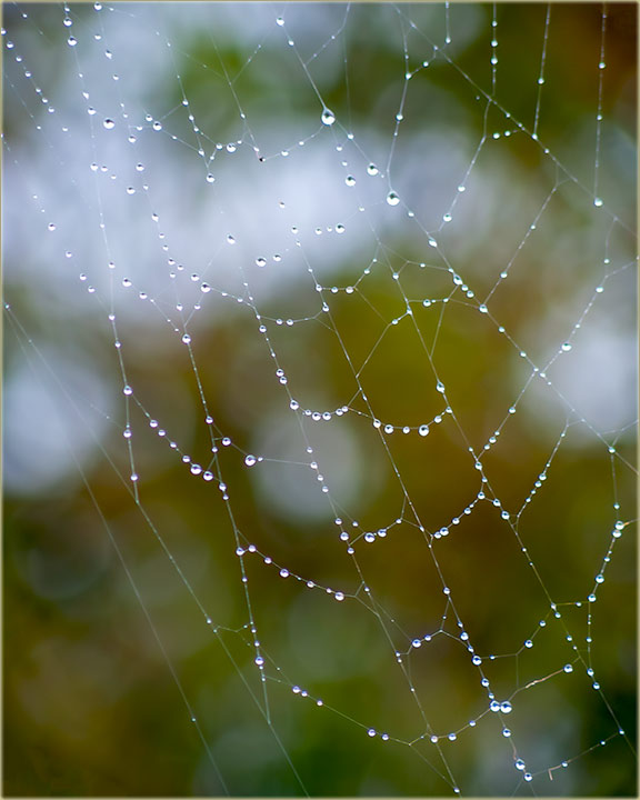 Kanda je pAVukova mreža..., orošena...