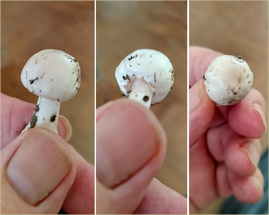 Sve su peurke zaJelo..., a neke samo jedared !!!