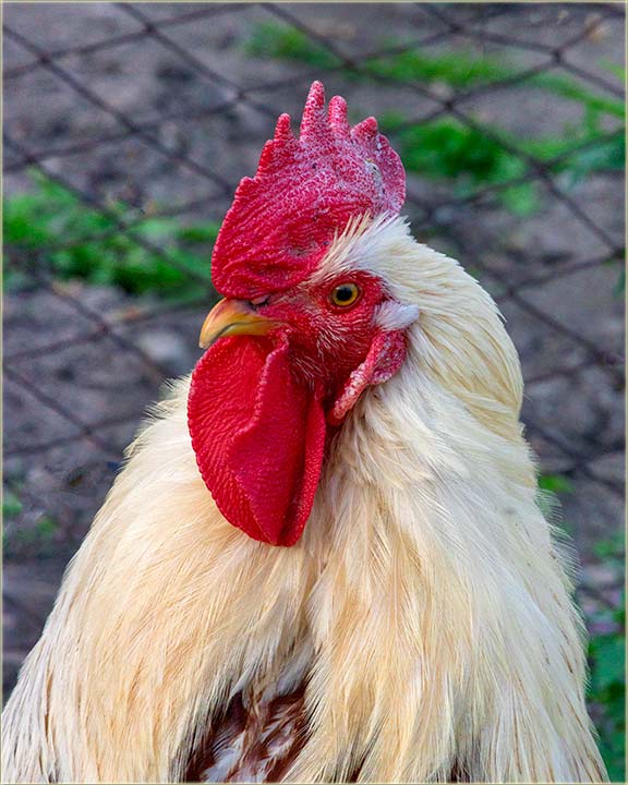 Moj peto Gaan, tako glêdi, kav da preti...