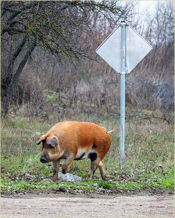 Ako je nekom uteklo svînjče !!!