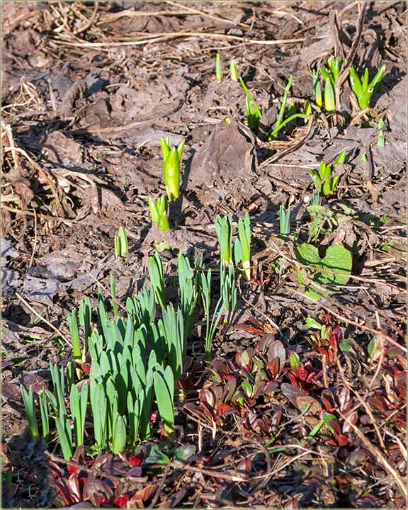 Prolee se budi..., kav i cela Srbija !!!