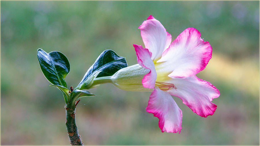 Jsina, pustinjska rua !!!