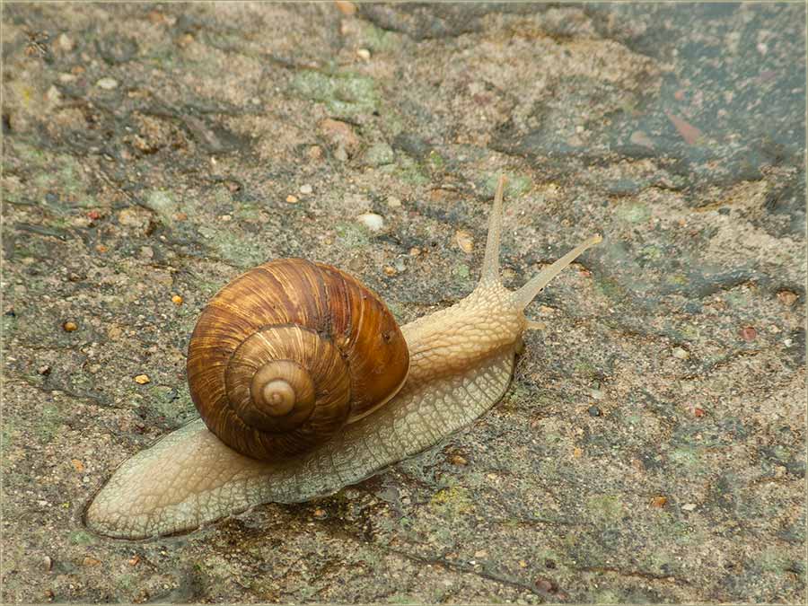 Pazte dobro na puove !!!