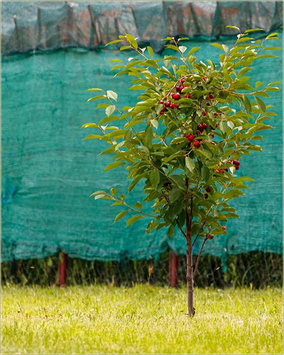 Slab rd vianja je ove godine...