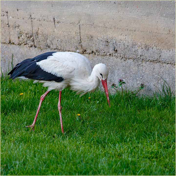 Natzornie, dal ti jo uvek dolazi roda uBau ?