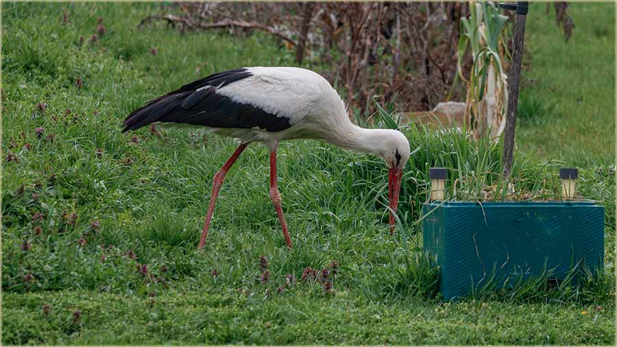 Domaa roda, u moju bu, u moju avliju II...