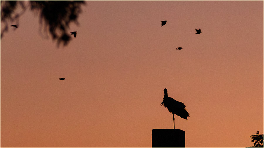 Rodija gnjizda, postajedu têsna !!!