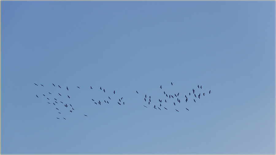 Tu su nam sivi dralovi !!!