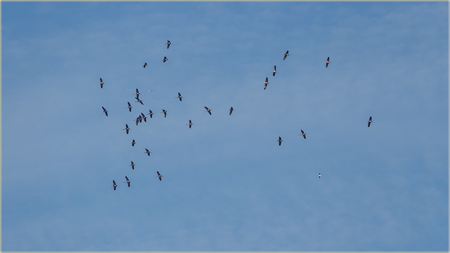 Stigli su nam sivi ždralovi !!!