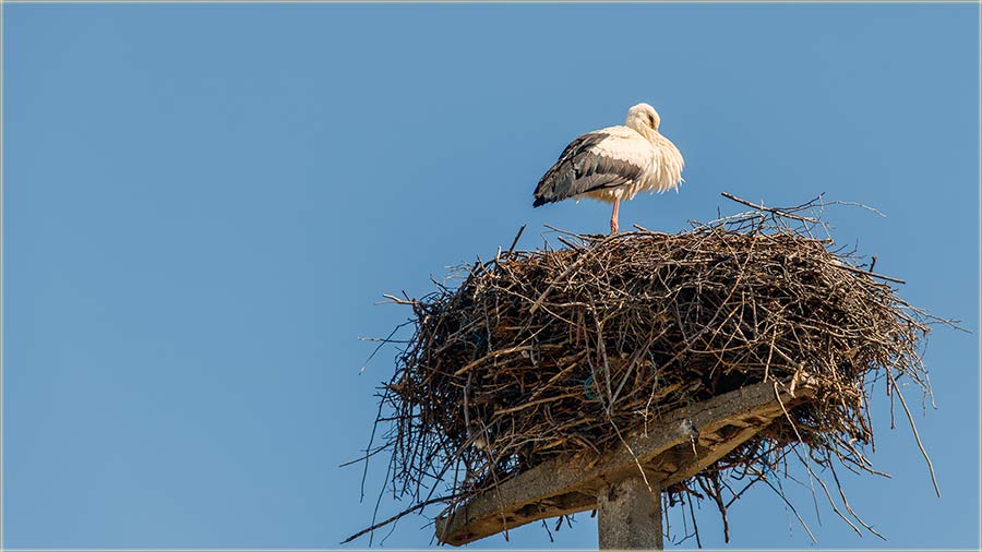 I..., stigle su nam rode !!!