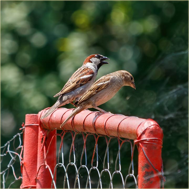 a mislite..., kojo je emska ?