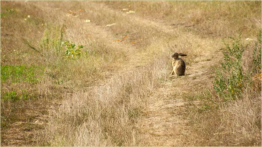 A ja sam mislijo, da samo ja motam zêc !!!