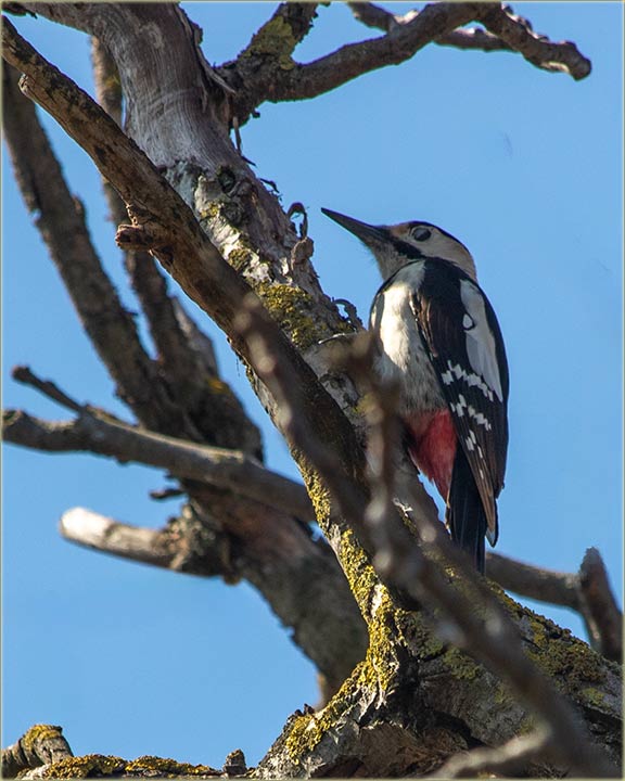 Sliko sam, ne jednog, neg dva detli�a !!!