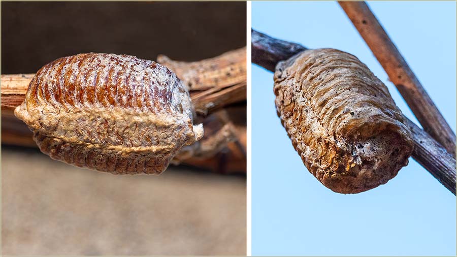 Jaja�ca bogomoljke..., �uvajte i&prime; !!!