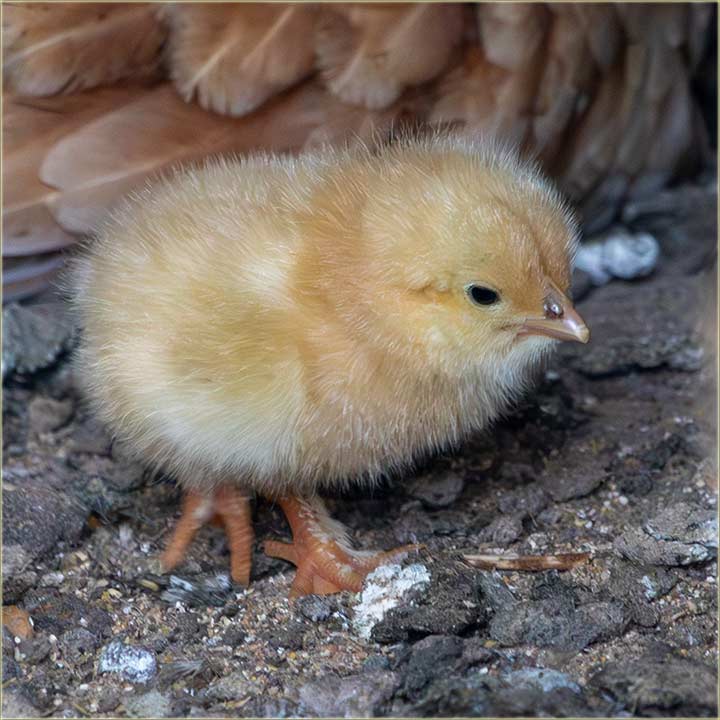 Mi Beli�ovi, imamo neN�dano novo !!!