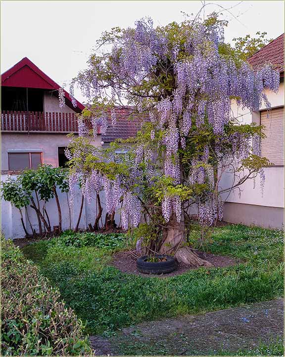 I ove godine, nam se razCvetala plava ki�a !!!