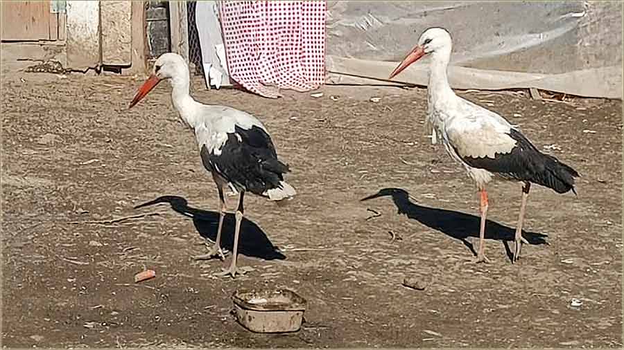 Rode..., u Milo�evo..., ve� ?!?