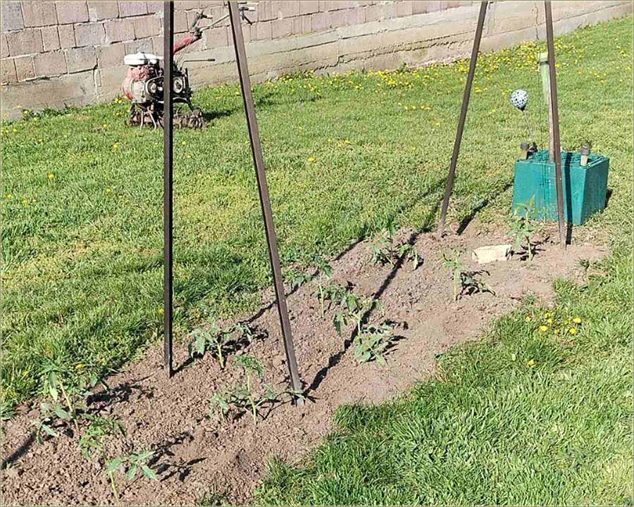 (Ne)vreme je za prvi r�sad...