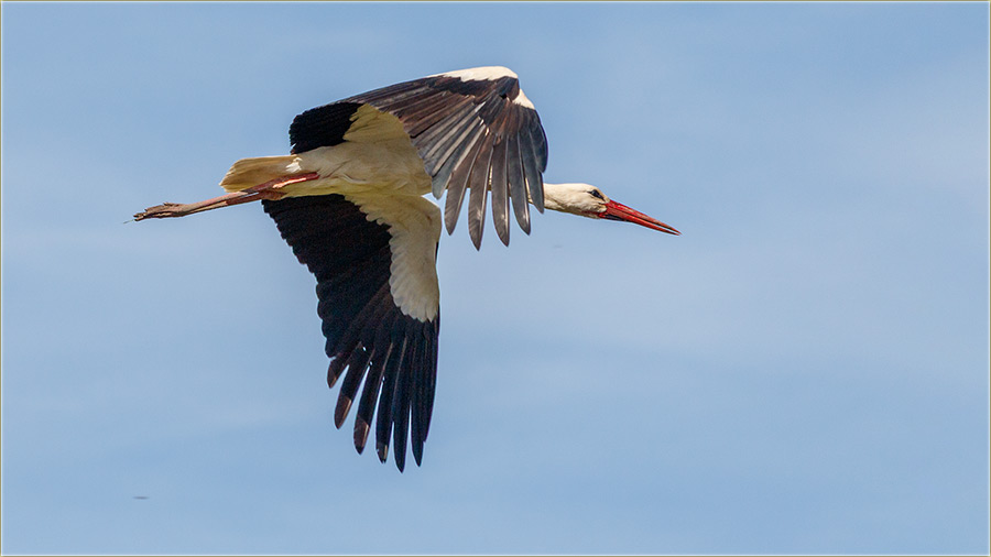 Eeejjj..., kad bi umeli da let�mo !!!