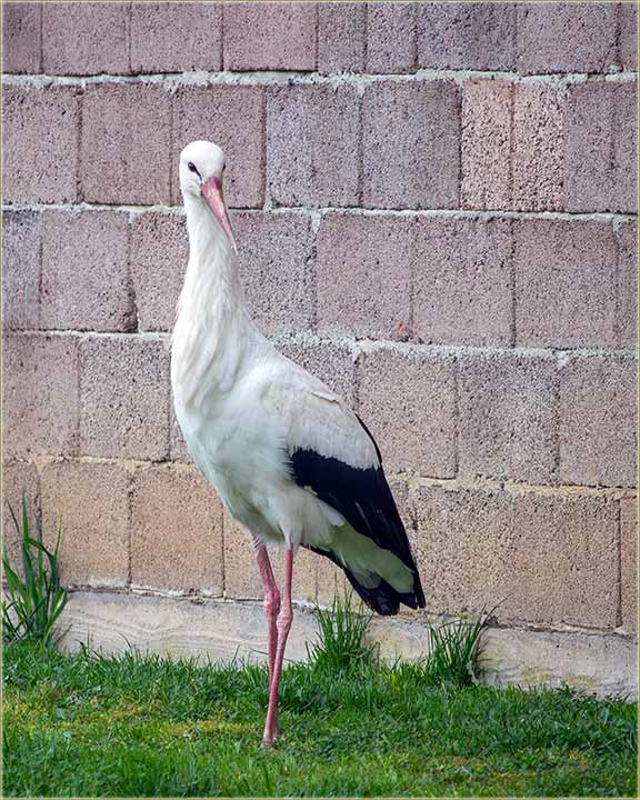 I ove godine, nam je do�la roda na kazan III !!!