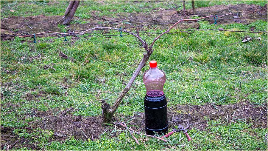 Sv. Trivun, a kodN�s pravoslavaca...