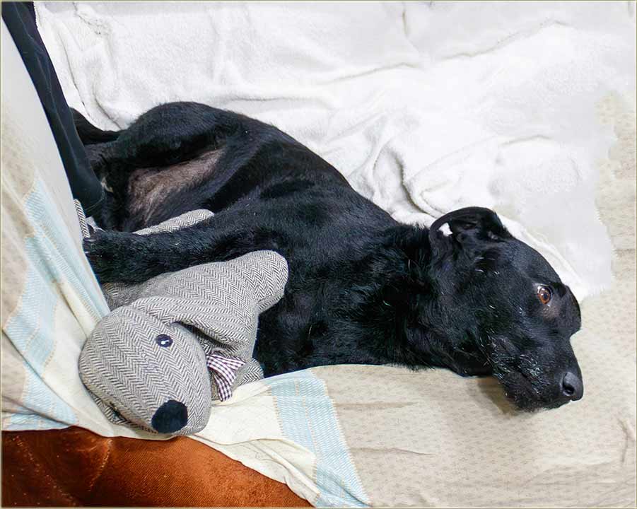 Kad bidne mlogo de�urlije uKu�u !!!