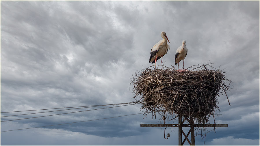 PoLag�no sti�u rode...