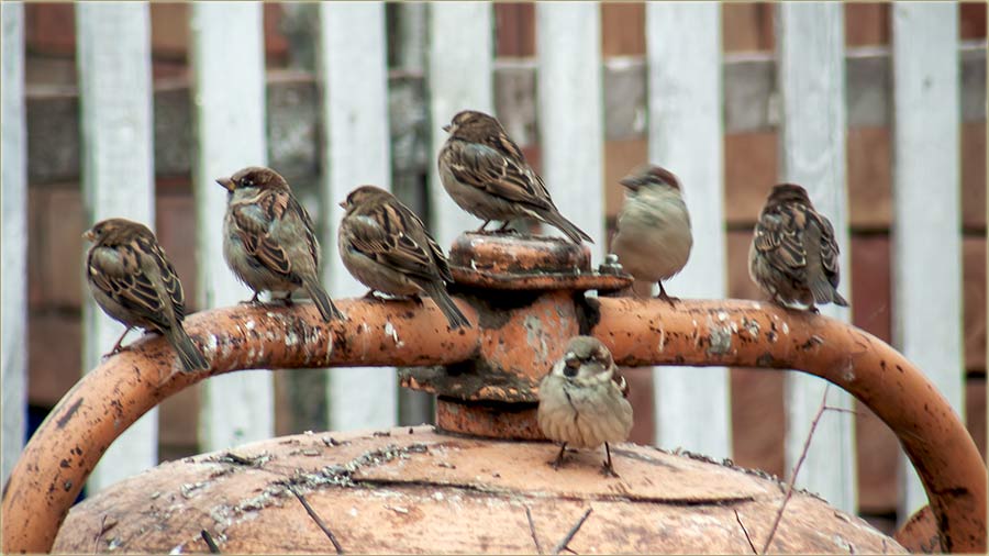 NeBrinte..., ima vrabaca !!!