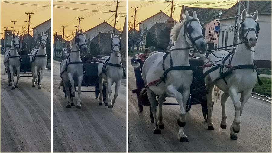 Zorica Ba�tovanov - �ila�i izvedeni u �etnju !!!