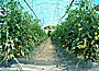24.07.2006 - NM paradajz brez pasticida...