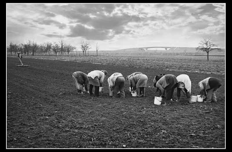Seme zemlji - 1980. god.