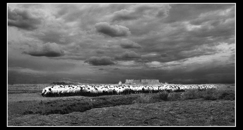 Uniko stado II - 2006. god.