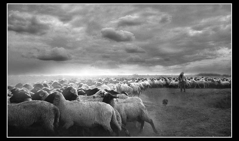 Uniko stado I - 2006. god.