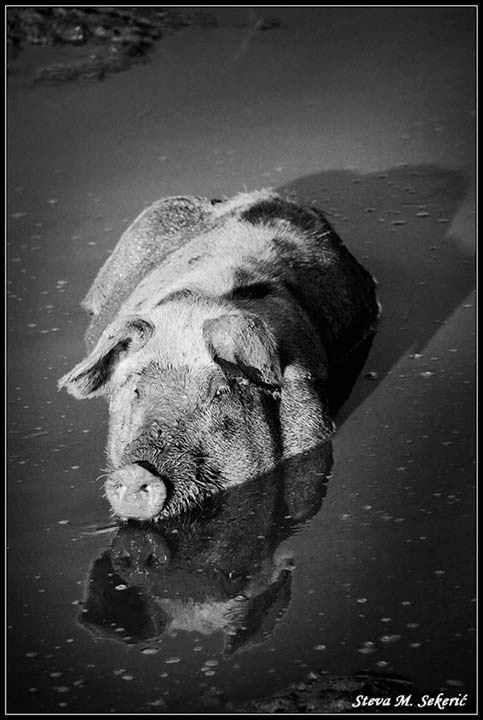 Banacki krokodil .... god.