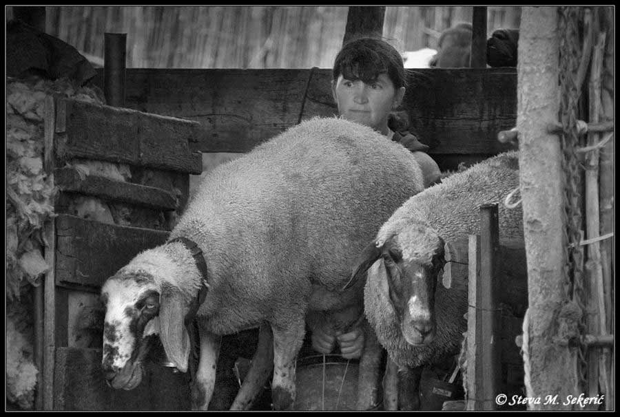 Friko mleko .... god.