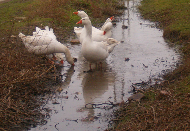 U ulici Zmaj Jovinoj...