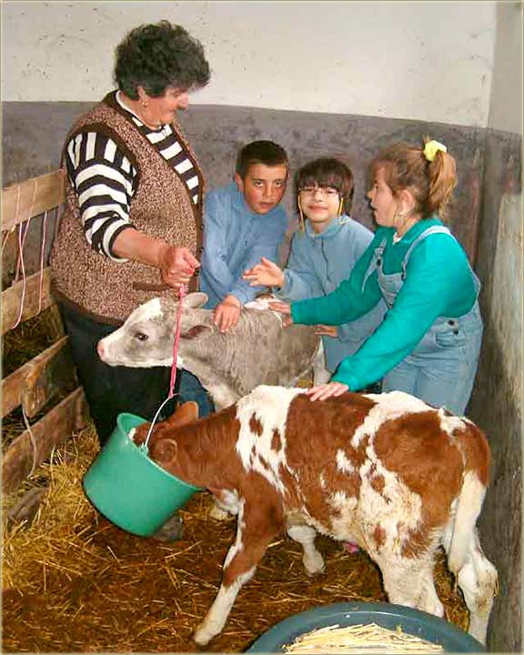 Tele od Milka čikolade...