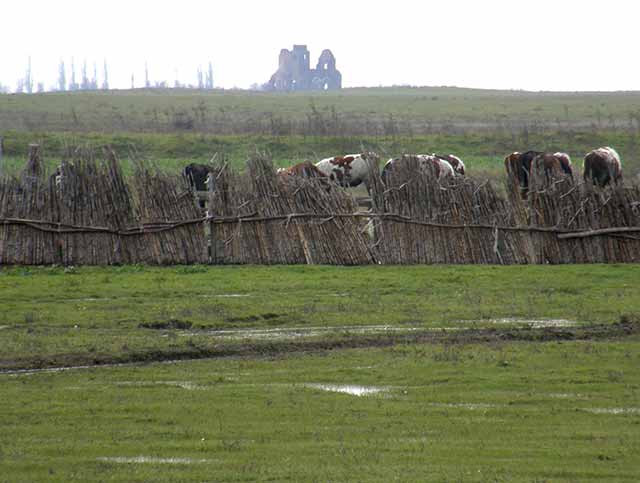 Slike izAtara - Arača...