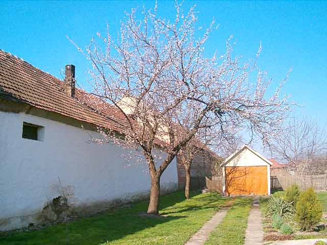 Cvetanje kajsije u avliju...