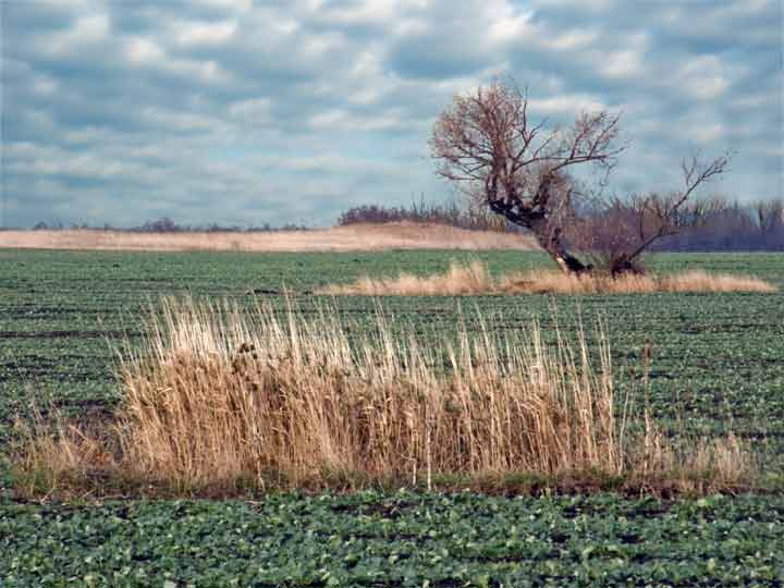 Banatcka razuđenost ...