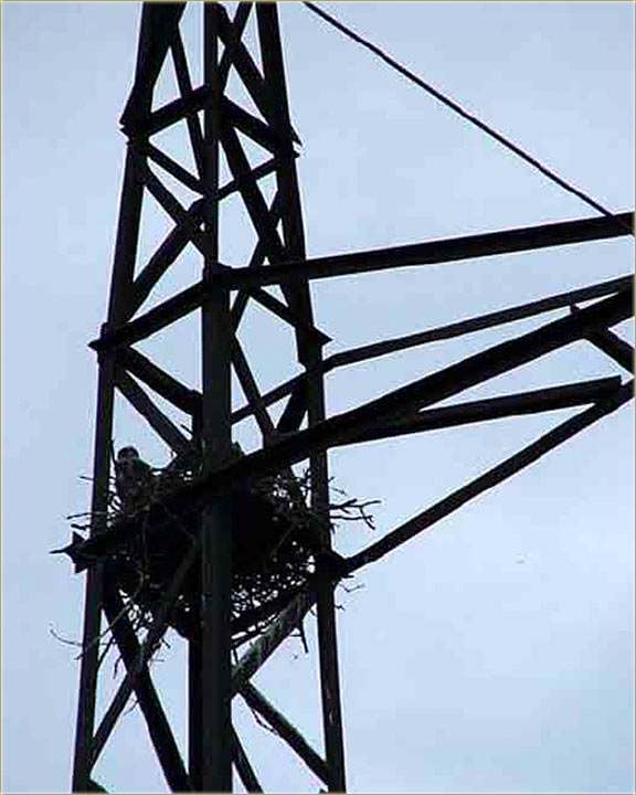 Miloševački soko...