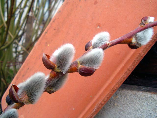 Cvetna nedelja kod Katolika...