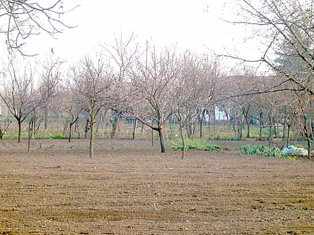 Bašće u proleće...