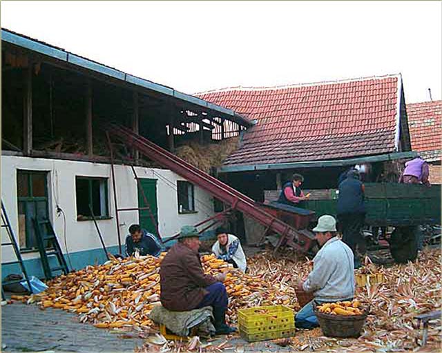 Berba kukuruza 2006-te...