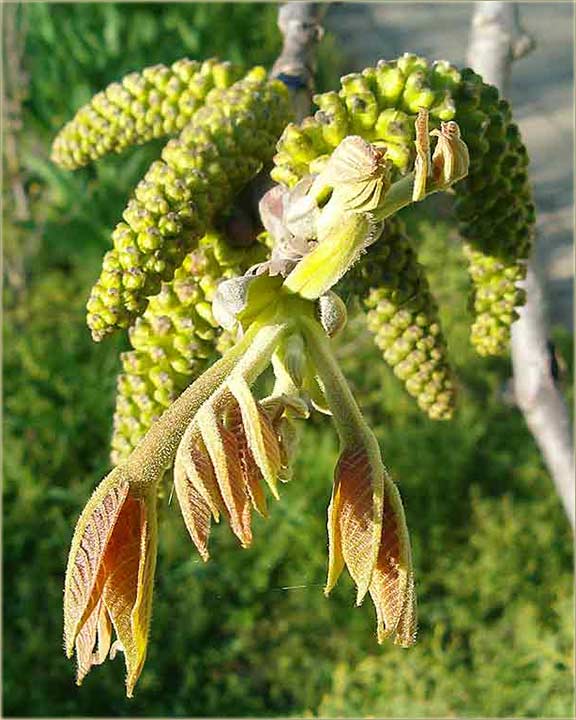 Biće oraja ove godine...